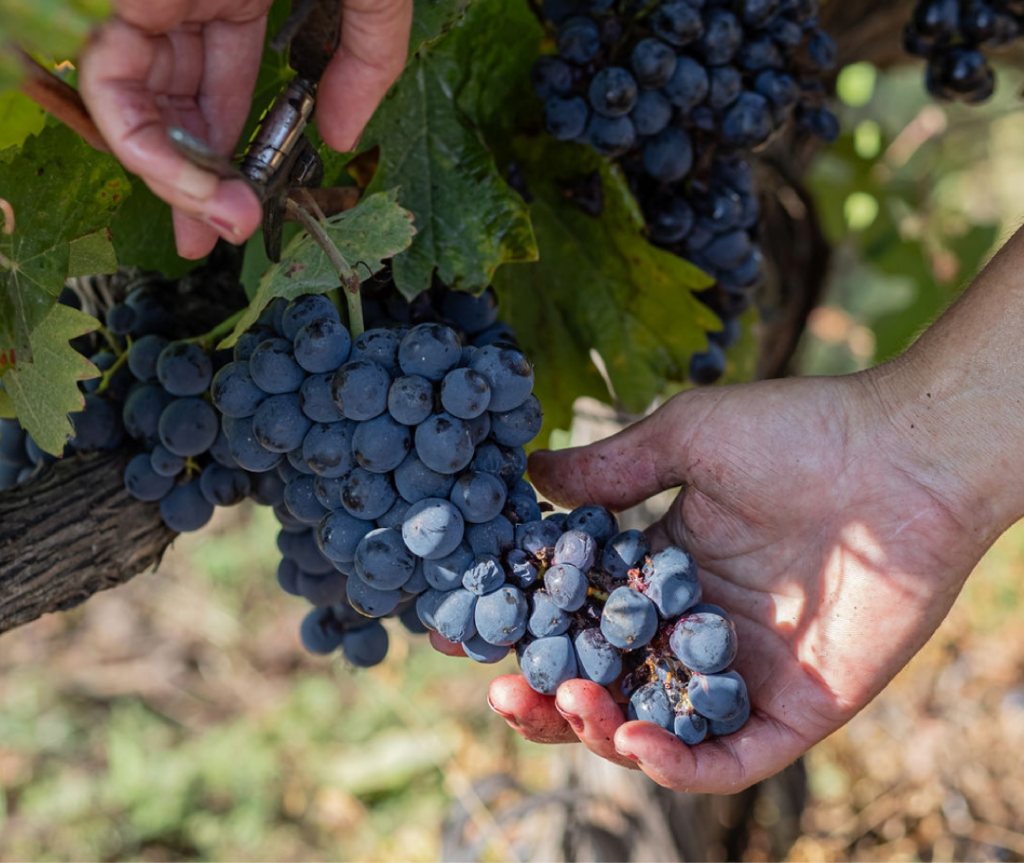 Portuguese Touriga Nacional Red Grape variety